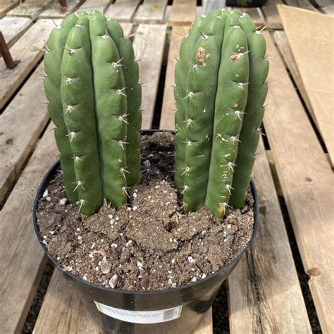 San Pedro Cactus
