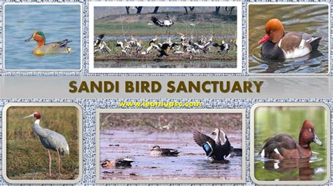 Sandi Bird Sanctuary