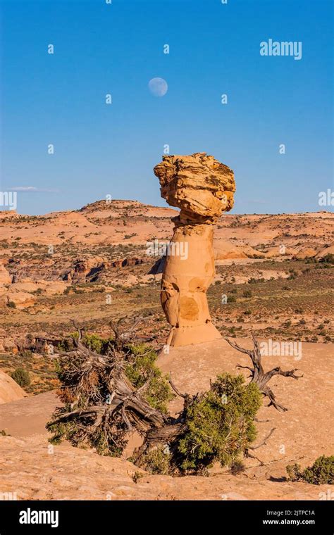 Sandstone Hoodoo