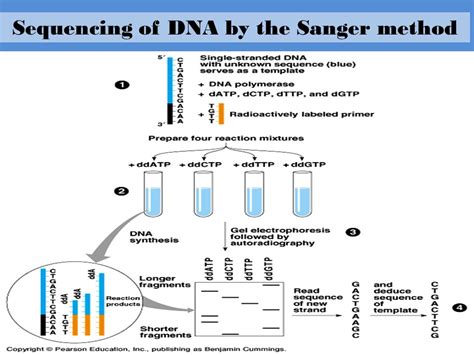 Sanger Method Of Dna Sequencing