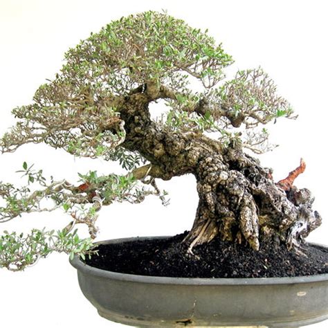 santigi bonsai