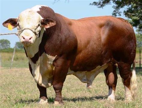 sapi metal | Doctor of Education