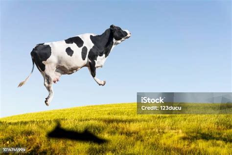 sapi terbang | Hajah Neglasariss Nghe nhc v Ti bi