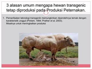 sapi transgenik | Harnessing the tumourderived cytokine CSF1 to costimulate