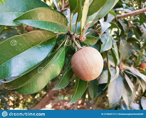 sapoche | SAPOCHE Tri cy nhp khu Hoa Bin