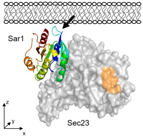 Sar1 Protein