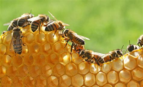 Sarang Lebah Jenis Produk Manfaat Dan Ciri Cirinya Madu Tj Sarang Lebah - Madu Tj Sarang Lebah