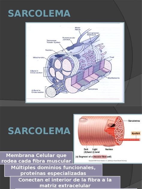 sarcolema-4
