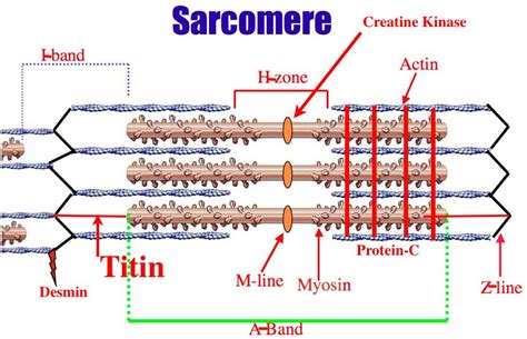 sarcopore