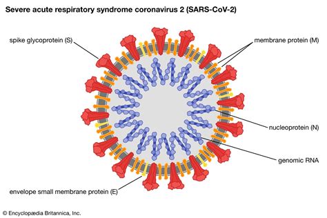 sars virus covid