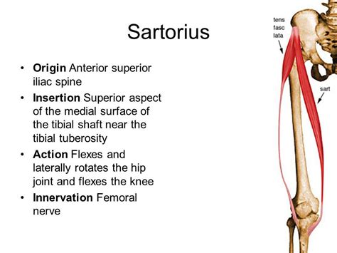 Sartorius Muscle Origin And Insertion