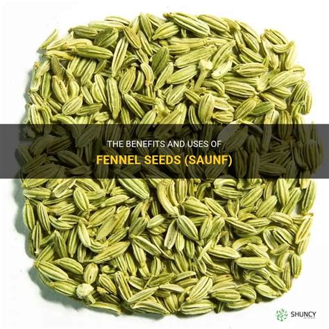 Saunf Botanical Name