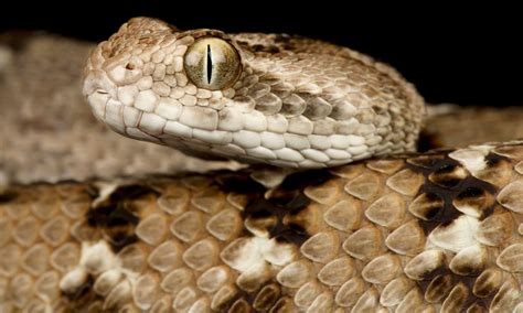 Saw Scaled Viper