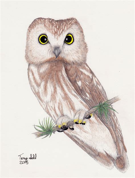 Saw Whet Owl Drawing