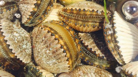 scalloping in florida
