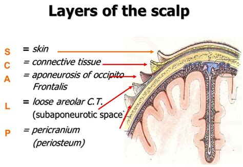 scalp adalah | Tinh cht chm sc da u cho