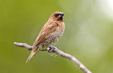 Scaly Breasted Munia