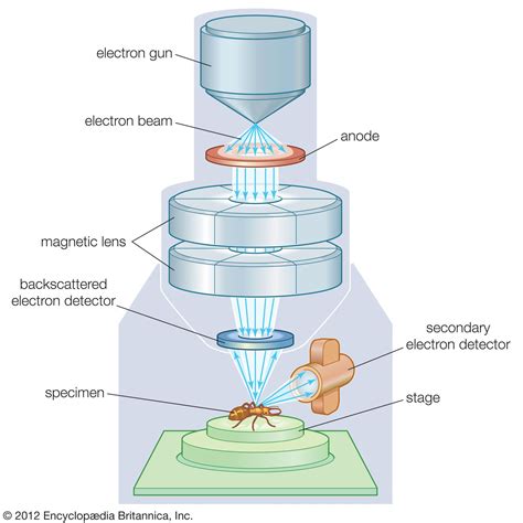 Scanning Electron Microscopy And X Ray Microanalysis