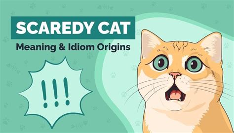Scaredy Cat Meaning