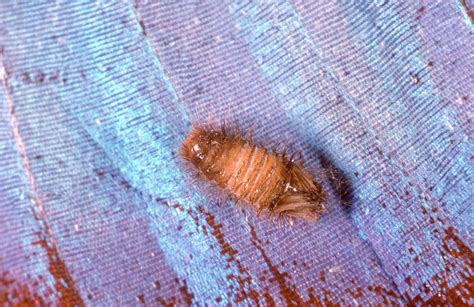 schädlinge textilien