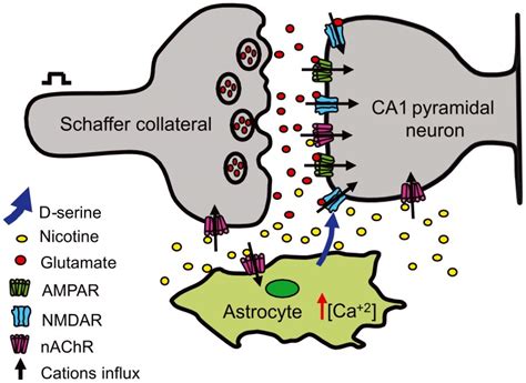 schaffer collateral ca1 synapses of the brain