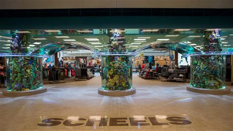 scheels colorado