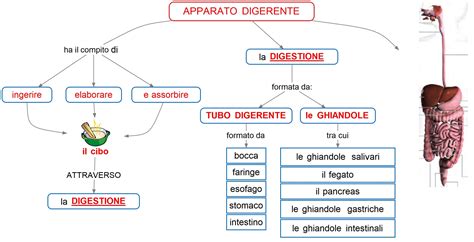 Schema Apparato Digerente