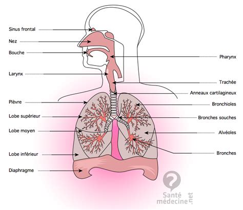 Schema Appareil Respi