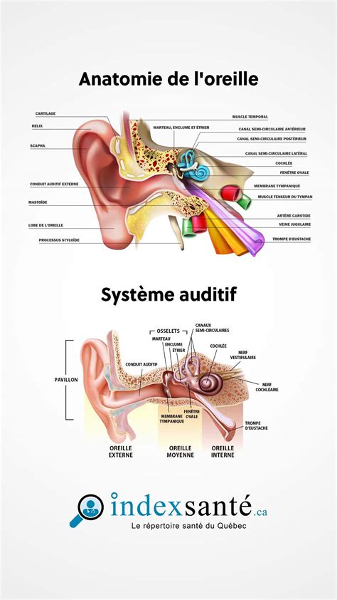 Schemas De L'oreille