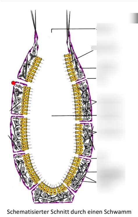 schematisch