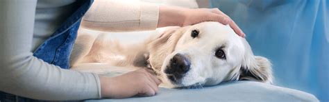 Schlaganfall Beim Hund