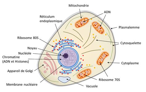 Schéma Cellule Eucaryote