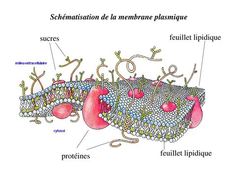 Schéma Membrane Plasmique