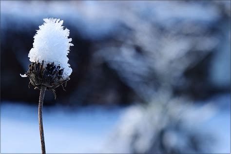 Schnee