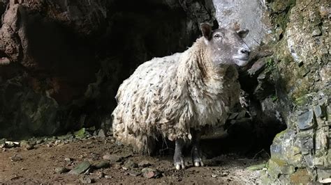 Schottland Schaf Fiona