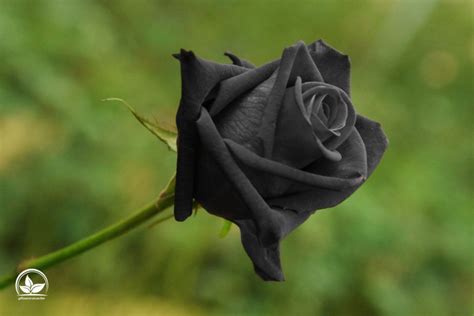 Schwarze Rose Bedeutung