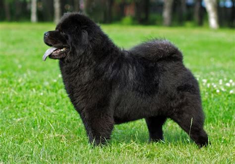 schwarzer chow chow