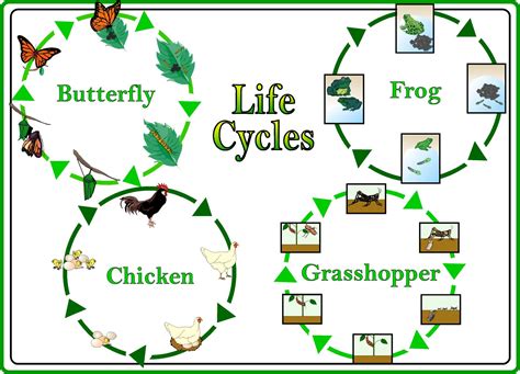 Science A Z Life Cycles Grades 3 4 4th Grade Life Science - 4th Grade Life Science