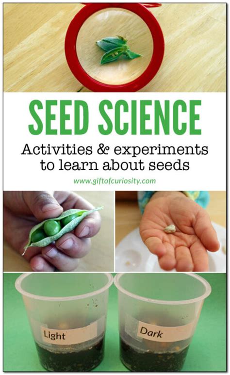 Science Activity For Toddlers Exploring Seeds Kid Activities Science Activities Toddlers - Science Activities Toddlers