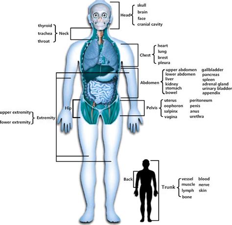 Science Body Part   The Human Body Anatomy Facts Amp Functions Live - Science Body Part
