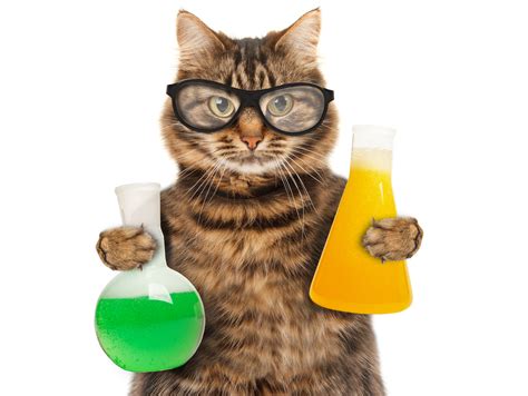 Science Cat Cat Doing Science - Cat Doing Science