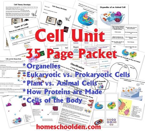Science Cell Unit Archives Homeschool Den Cellular Organization Worksheet - Cellular Organization Worksheet