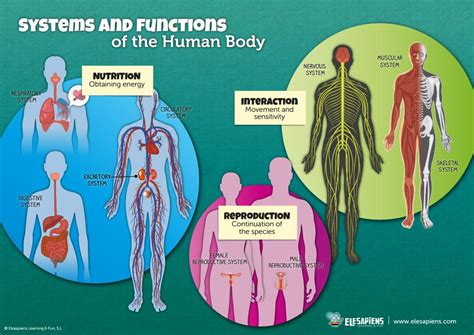 Science Certain Body Parts Try Naturally Intimate Science Body Parts - Science Body Parts