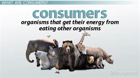 Science Definition Consumer Documentine Com Consumer In Science - Consumer In Science