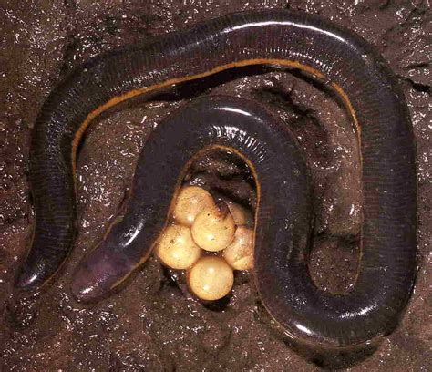 Science Eggs   Egg Laying Caecilian Amphibians Produce Milk For Their - Science Eggs