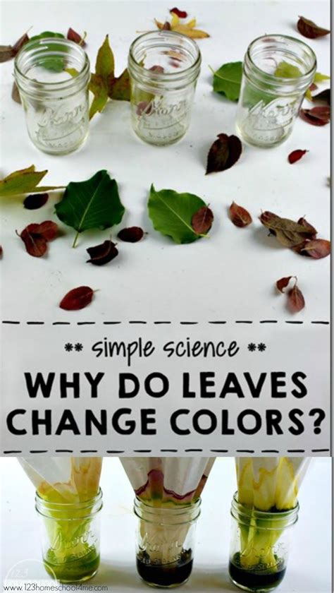 Science Experiment Why Do Leaves Change Color How Science Color - Science Color