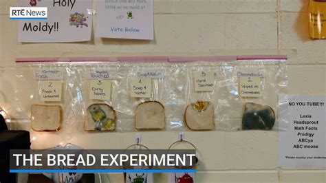  Science Experiments With Bread - Science Experiments With Bread