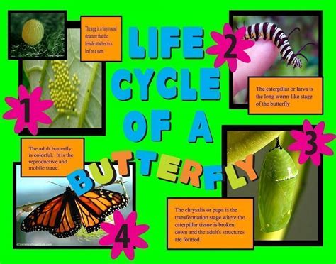 Science Fair Project Ideas Butterfly And Nature Gifts Science Ideas - Science Ideas