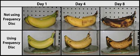 Science Fair Project On Ripening Bananas Sciencing Banana Science Experiment - Banana Science Experiment