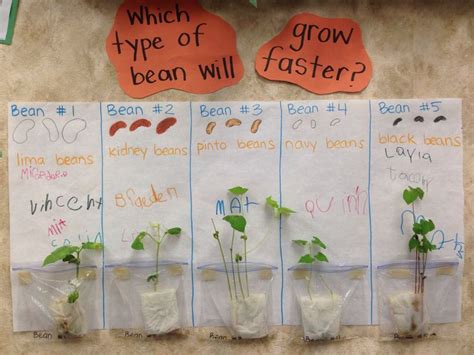 Science Fair Projects About Growing Beans And The Lima Bean Science Experiment - Lima Bean Science Experiment